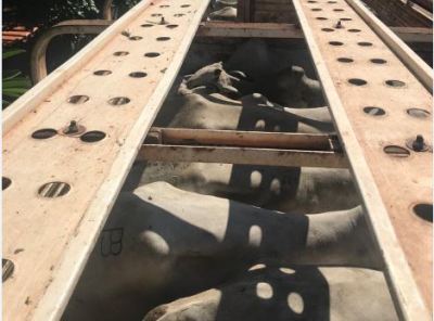 32 cabeças de gado furtadas no final de semana são recuperadas pela Polícia Civil