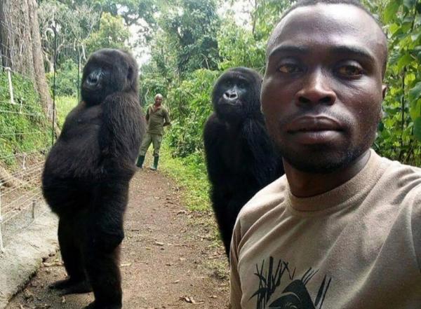 A comovente história da selfie com os gorilas que ficam de pé; confira