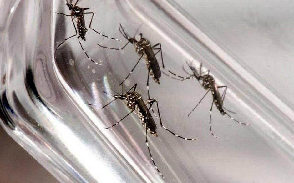 ALERTA! Casos de dengue crescem 735% em um ano, no Tocantins; Sete em cada dez focos do mosquito estão dentro de casa