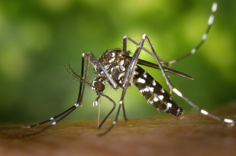 Alerta! período de chuvas isoladas pode aumentar perigo de proliferação do mosquito da dengue
