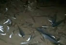 Araguaína: Moradores ficam assustados após mortandade de peixes no rio Lontra, MPTO anuncia investigação