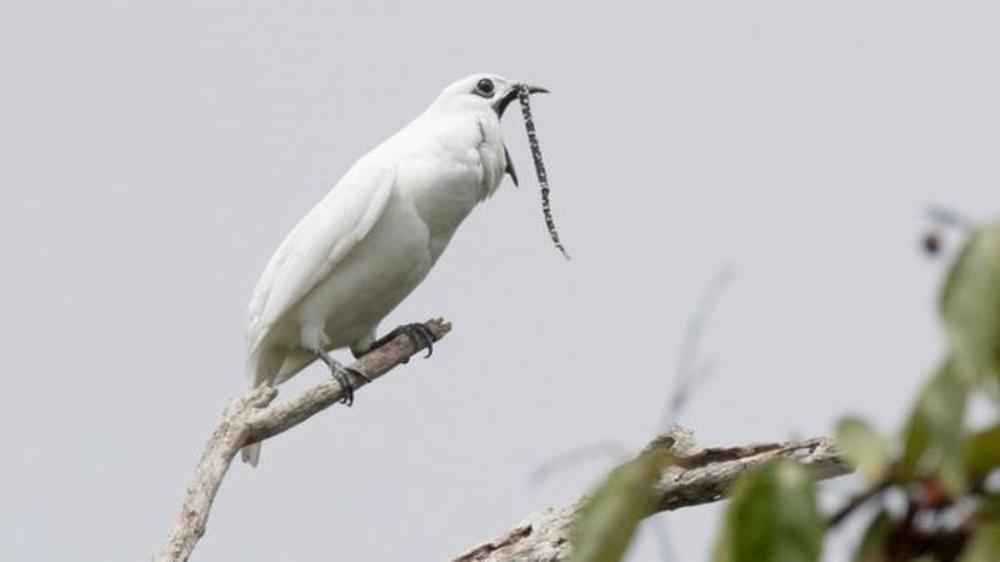 Ave com canto mais alto vive no Brasil e é tão barulhenta quanto um avião; CONFIRA