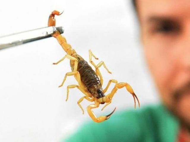 Bebê de dez meses é vítima de picada de escorpião em Palmas