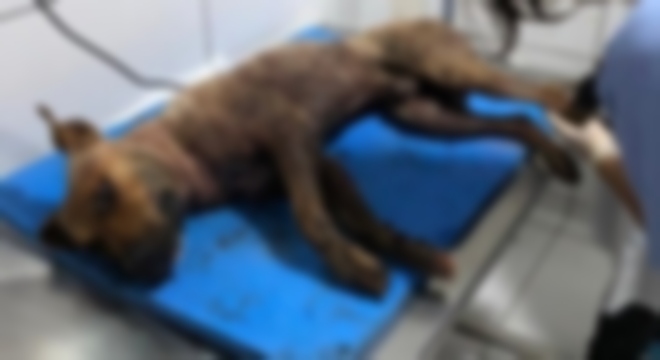 Cães encontrados em rinha internacional em São Paulo também eram assados