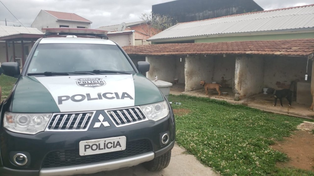 Canil clandestino para pit bulls de rinha é descoberto pela polícia em Curitiba