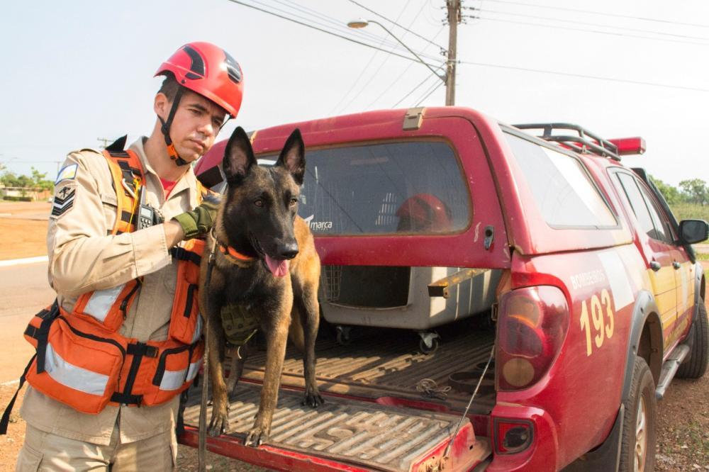 Conheça os primeiros cães do Tocantins treinados para salvar vidas em desmoronamentos