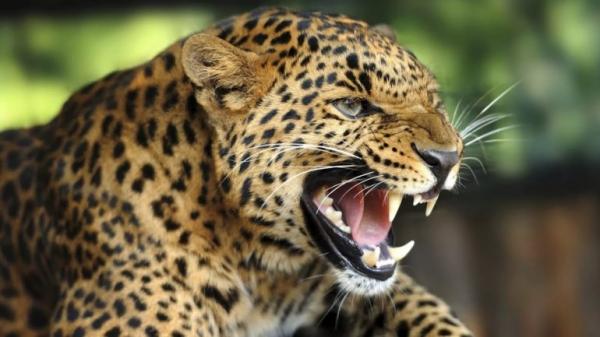 Criança de dois anos morre após ataque de leopardo