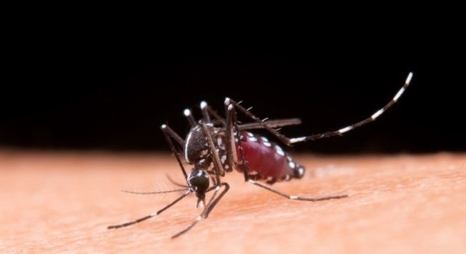 Dengue é transmitida sexualmente: Segundo caso é registrado em Madri