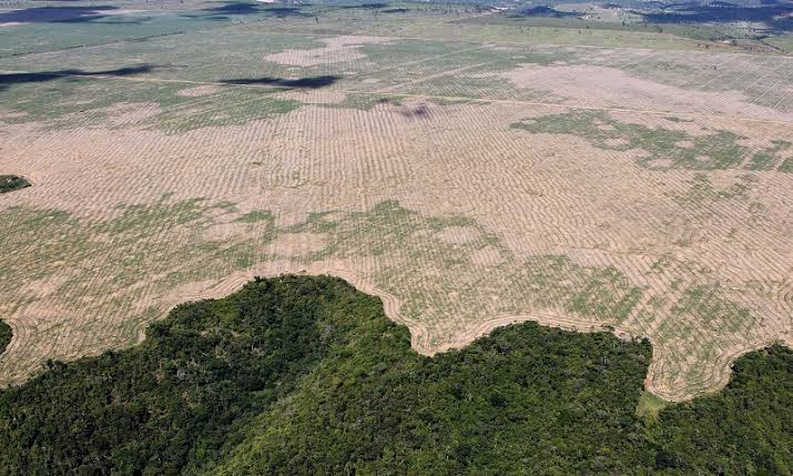 Desmatamento na Amazônia cresce quase 30% entre agosto de 2018 e julho de 2019; Veja ranking dos Estados