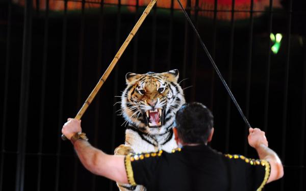 Domador morre ao ser atacado por tigres durante treinamento; VEJA