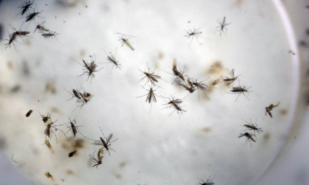 Esperança/ Vírus da Zika pode inibir proliferação da forma mais agressiva do câncer de próstata