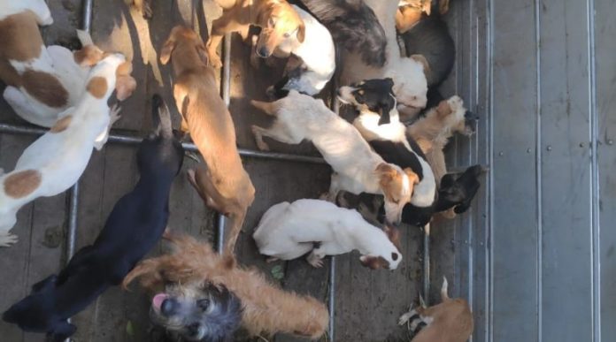 ESPÍRITO SANTO/ Família é presa por vender carne de cachorro e gato em Guarapari