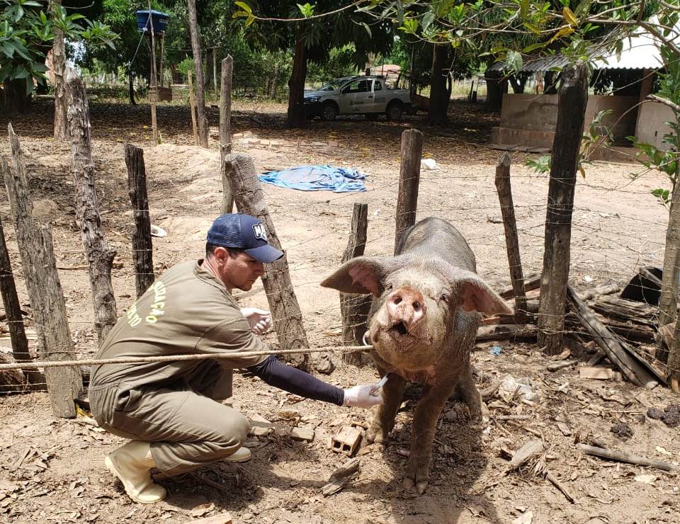 Fim dos testes; inquérito sobre a Peste Suína Clássica termina nesta terça feira no Tocantins