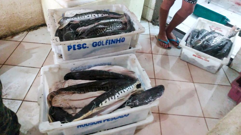 Guarda Ambiental apreende 1 tonelada de pescado irregular em Palmas