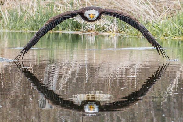 Imagem surpreendente de águia viraliza na internet e torna fotógrafo amador famoso na rede social