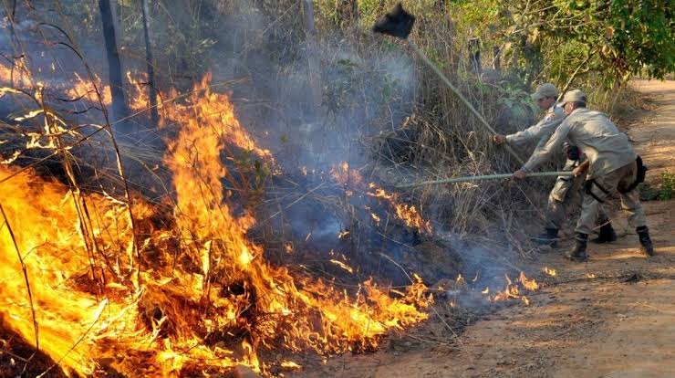 Incêndios florestais voltam a atingir a Palmas e Defesa Civil Estadual pede que população denuncie quem ateia fogo
