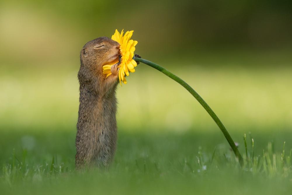 INCRÍVEL: Fotógrafo captura momento exato em que esquilo cheira uma flor amarela