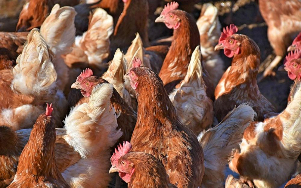 Ministério Público recomenda a apreensão de galinhas e outros animais em Gurupi; entenda o porquê