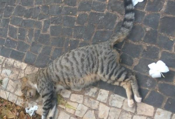 Moradores denunciam extermínio de gatos em Palmas; pelo menos 50 foram encontrados mortos