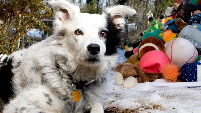 Morre cadela considerada como a mais inteligente do mundo; foram 15 anos ao lado do dono