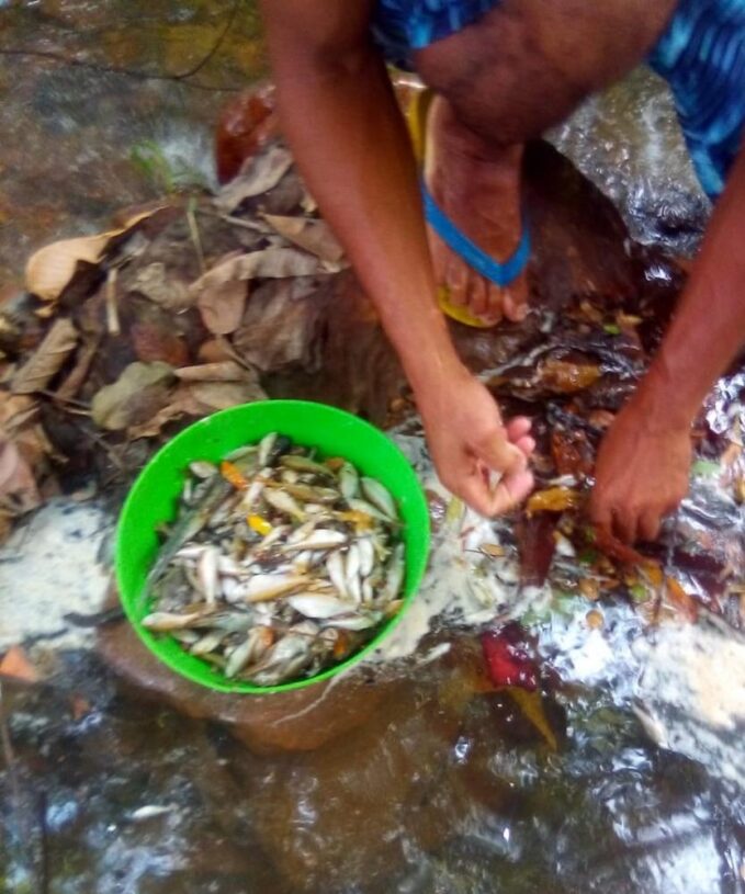 Peixes são encontrados mortos depois que espuma branca apareceu em córrego de Novo Acordo