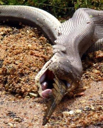 Píton gigantesca é flagrada engolindo crocodilo: veja fotos