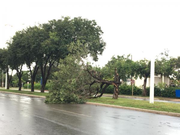 Tempestade derruba árvores em vários pontos de Palmas