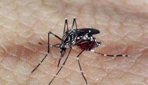 Tocantins lidera números no ranking de casos de dengue