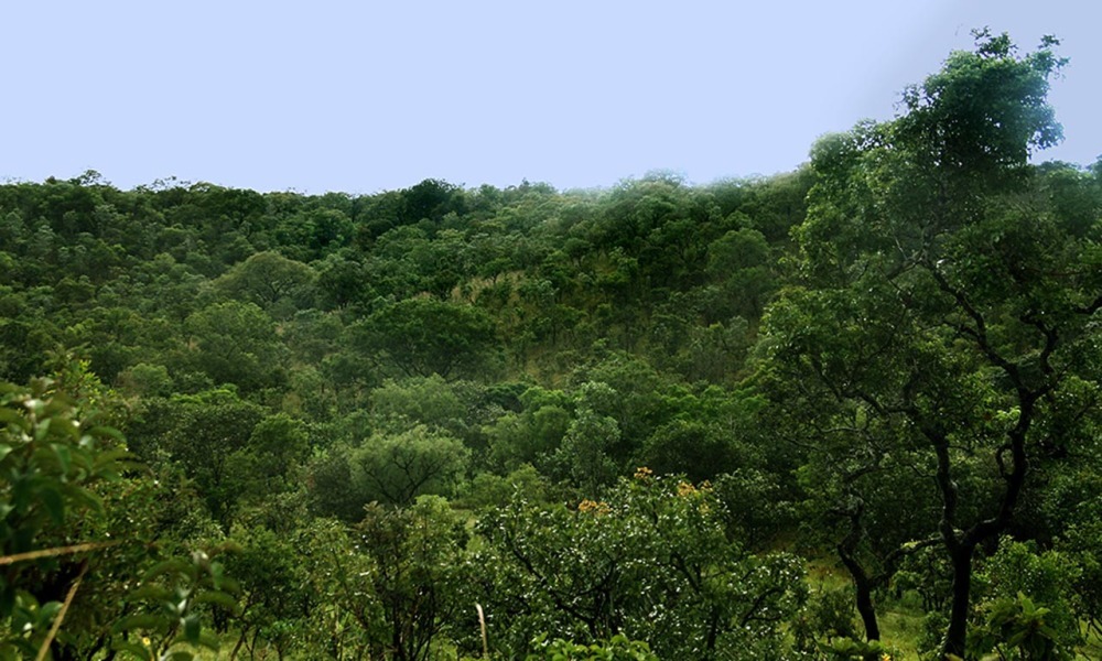 Tocantins reduz em 16% o desmatamento entre 2018 e 2019