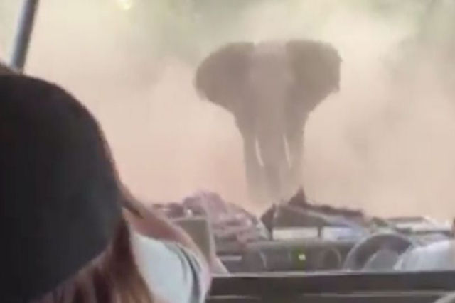 Vídeo viraliza e mostra fuga de ré durante ataque de elefante na África; VEJA