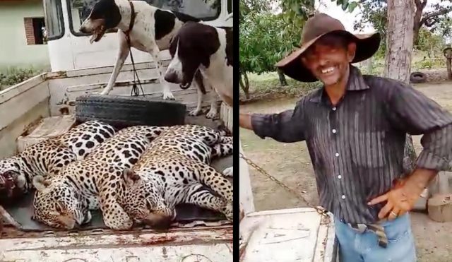 Vídeo viralizado na internet mostra a crueldade de “Carrapicho”, o matador de onça pintada; A polícia investiga o caso/ VEJA VÍDEO