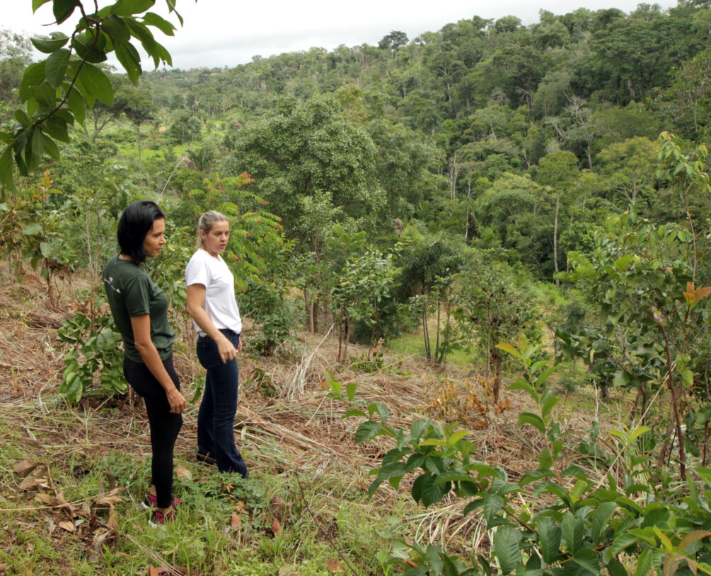 Em parceria com ONG, o Estado do Tocantins vai plantar 10 mil mudas de árvore em área desmatada