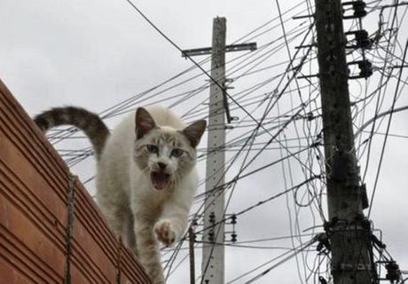 No Tocantins, cerca de 5,8 mil 'gatos' foram descobertos na rede elétrica; quantidade daria para abastecer 23 mil famílias