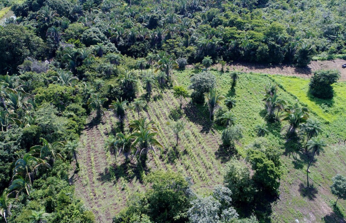 Governo do Tocantins e ONG 8 Billion Trees recuperam área degradada como plantio de 10 mil mudas