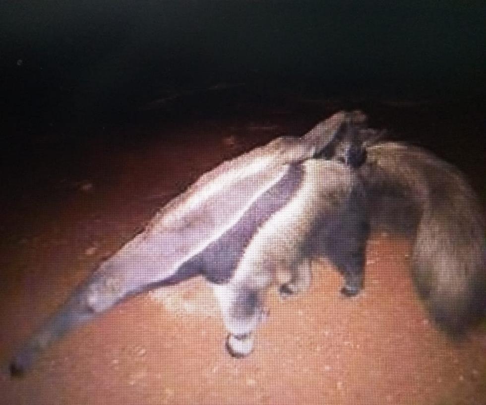 Fêmea de tamanduá é resgatada com filhote em Gurupi