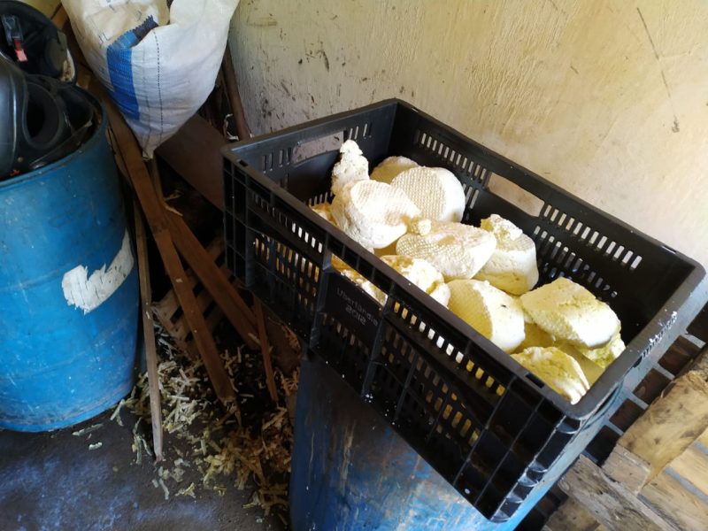 Laticínio clandestino em Gurupi é fechado pela Adapec; cerca de 130 kg de queijo são apreendidos