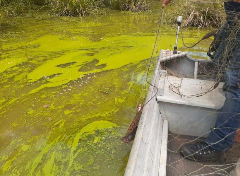 Após denúncias Delegacia do Meio Ambiente da Polícia Civil confirma poluição em trecho do lago de Palmas e abre investigação para descobrir a causa