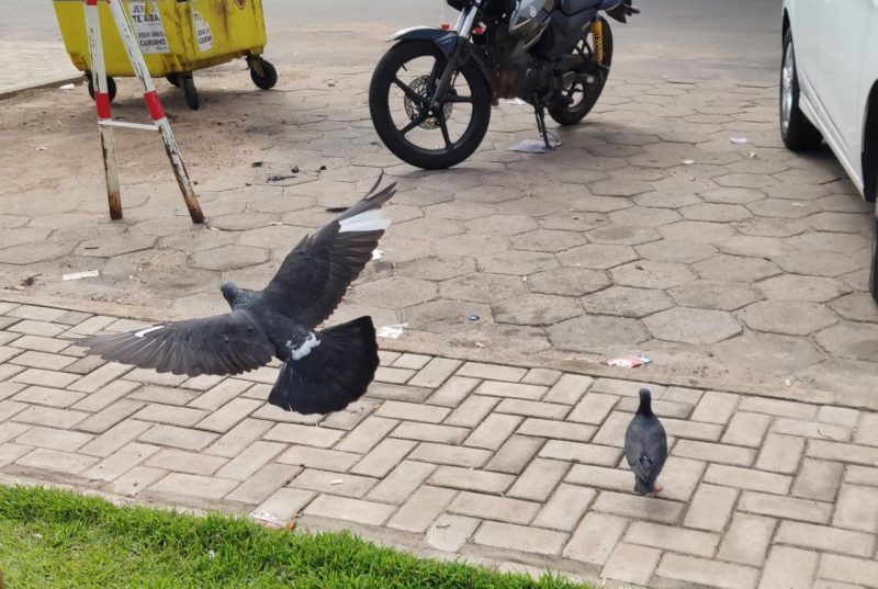 Prefeitura de Gurupi começa a captura de pombos para controlar a quantidade de aves nas ruas