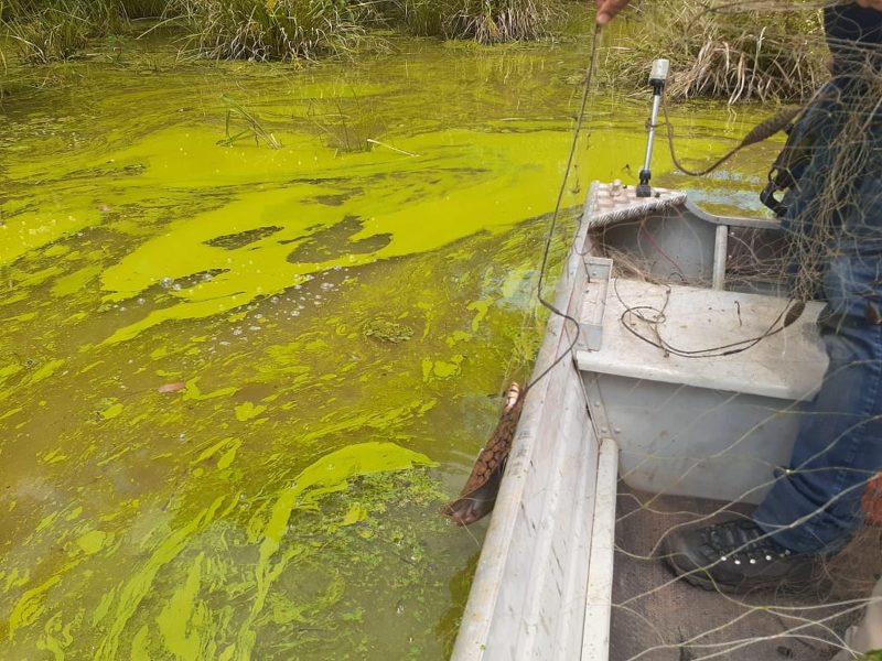 Análise do ribeirão Taquaruçu mostra que mancha verde é causada por despejo de esgoto na água