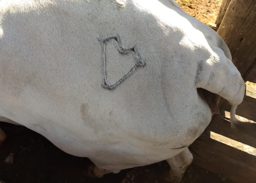 Fazendeiro de Pium tem cabeças de gado furtadas e toma prejuízo de cerca de R$160 mil reais