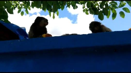 Vizinhos selvagens! Macacos saguis surpreendem moradores de quadra em Palmas na tarde desta quinta (6); VÍDEO