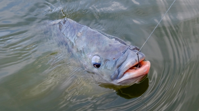 Pesca proibida até fevereiro no Tocantins: entenda as regras da piracema