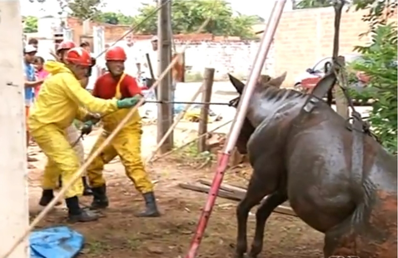 Cavalo invade casa em Araguaína, cai em fossa e dá trabalho de uma hora para os Bombeiros