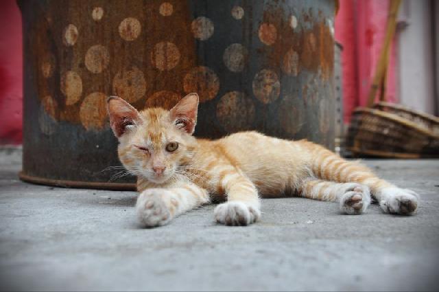 MPTO investiga assassinato de gato de rua em Gurupi; entenda