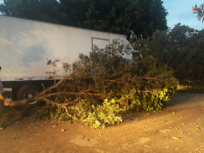 Caminhão sem controle atinge veículos estacionados e derruba árvore em avenida de Gurupi