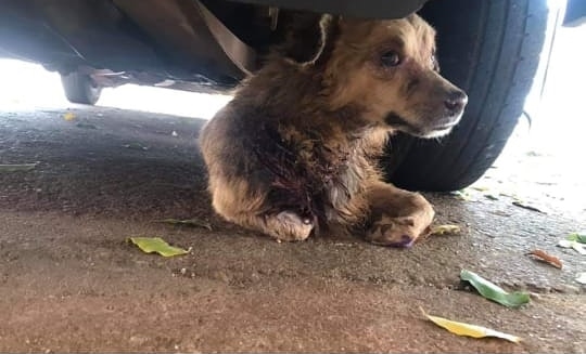Moradores denunciam maus-tratos à cães em quadra no centro de Palmas