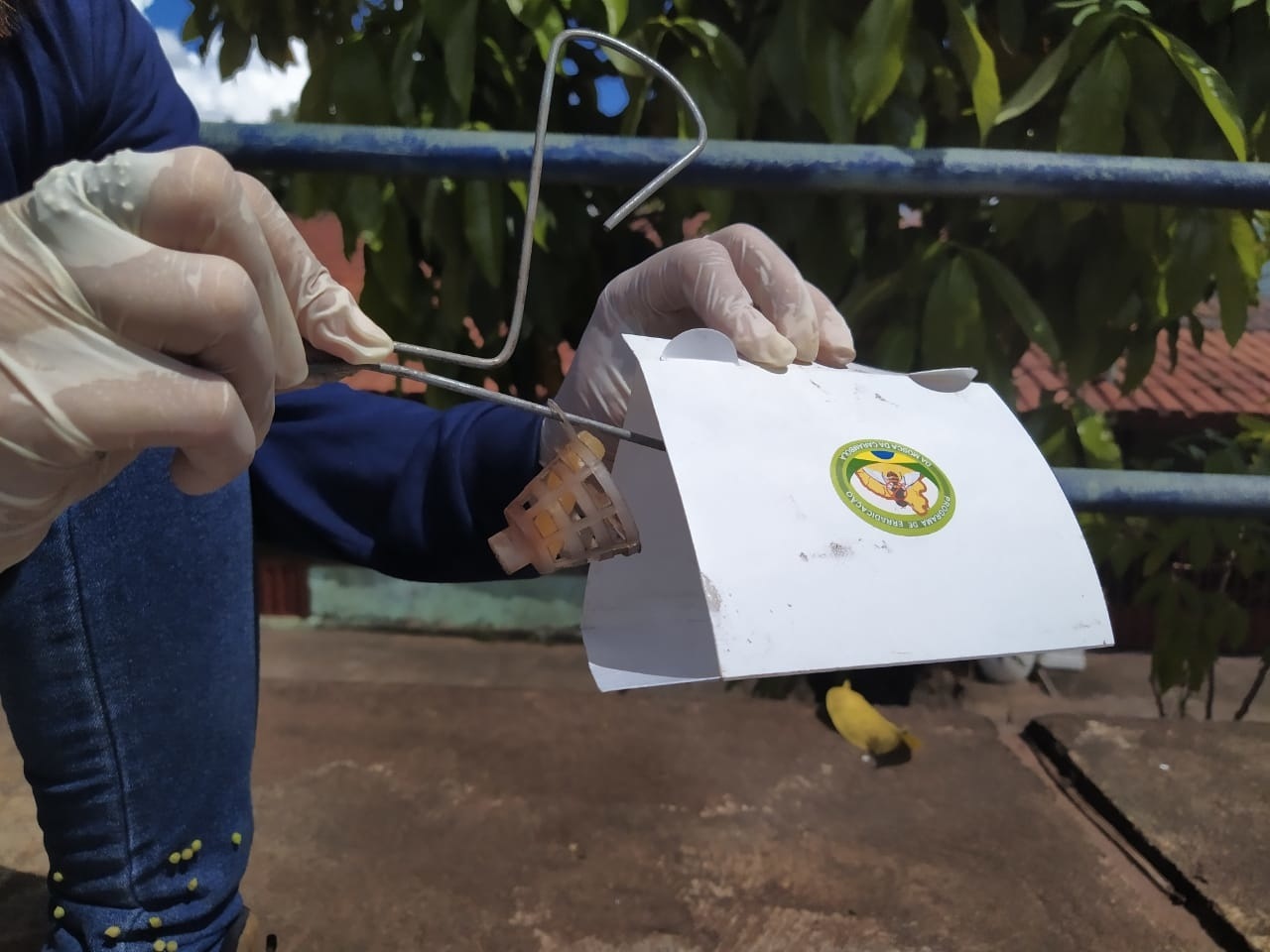 Adapec intensifica monitoramento de praga conhecida como mosca da carambola na divisa do Tocantins com o Pará