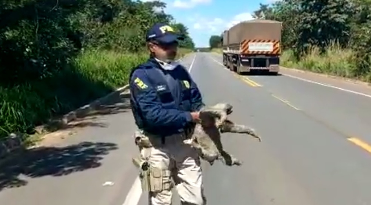 Policial salva bicho-preguiça na BR-153 próximo a Nova Olinda; veja o video