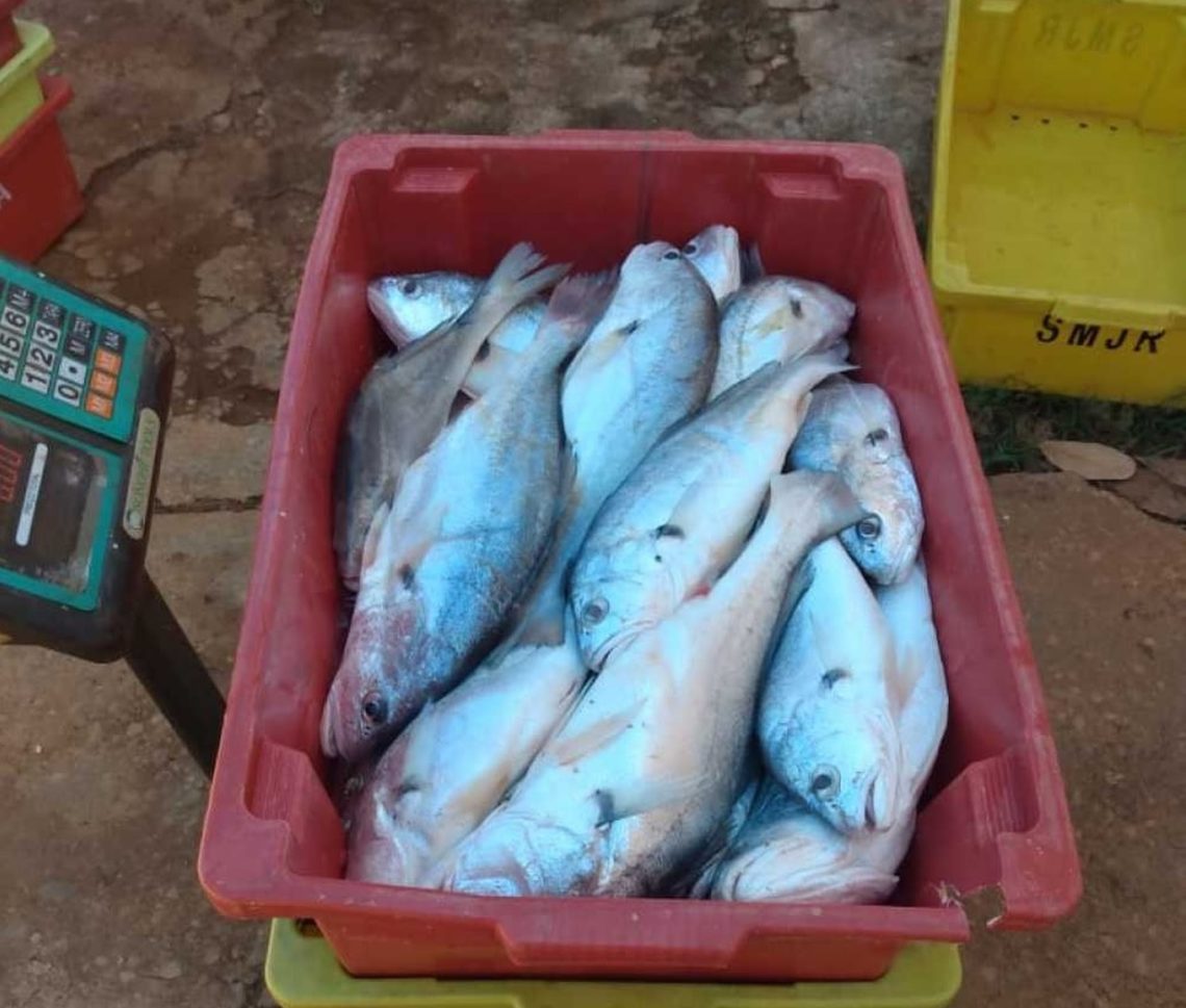 Polícia Militar Ambiental flagra transporte ilegal de 200 kg pescado em Palmas