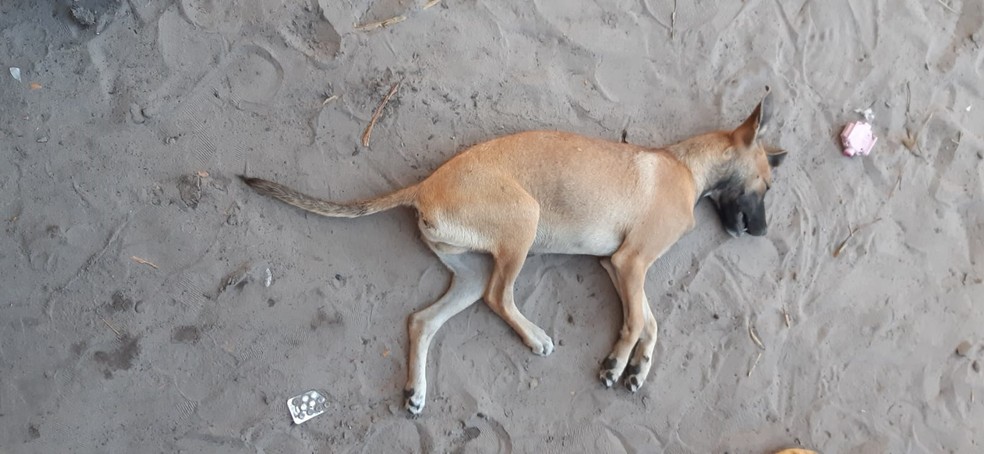 Homem invade casa, asfixia e mata cachorro no norte do Tocantins; ele foi autuado por maus-tratos de animais